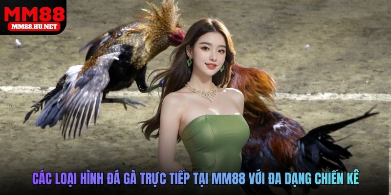 Các loại hình đá gà trực tiếp tại MM88 với đa dạng chiến kê