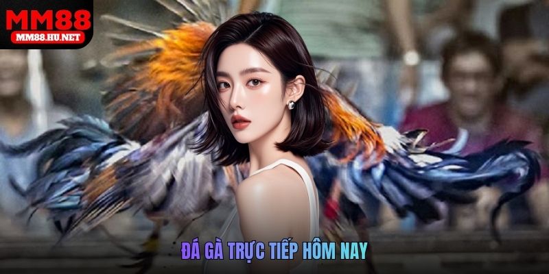 Đá gà trực tiếp hôm nay
