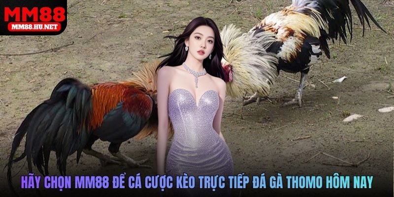 Hãy chọn MM88 để cá cược kèo trực tiếp đá gà Thomo hôm nay