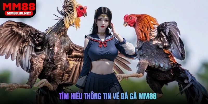 Tìm hiểu thông tin về đá gà MM88