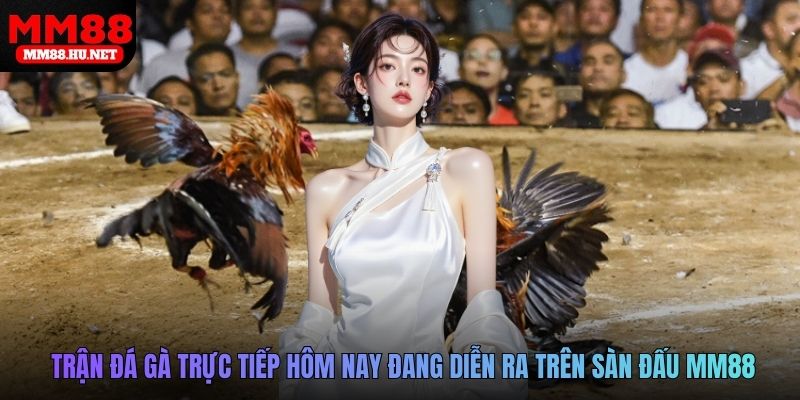 Trận đá gà trực tiếp hôm nay đang diễn ra trên sàn đấu MM88