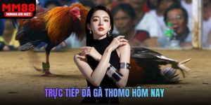 trực tiếp đá gà Thomo hôm nay