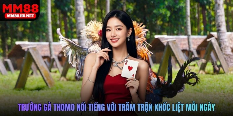 Trường gà Thomo nổi tiếng với trăm trận khốc liệt mỗi ngày